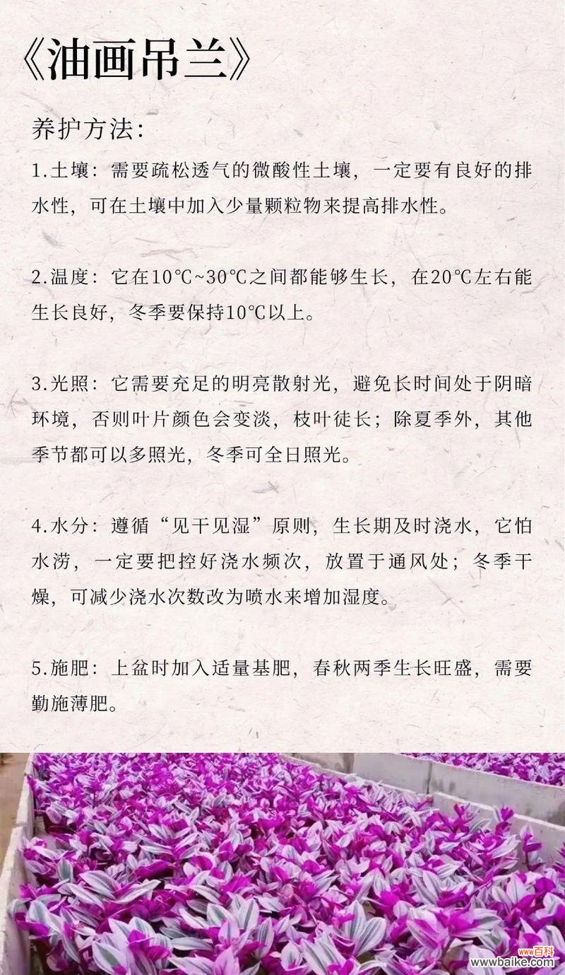 春风吹不尽代表什么？这种花的花语有何寓意？