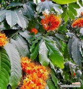 愿爱无忧的花语有何寓意？