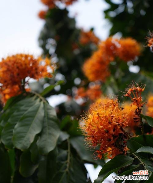 愿爱无忧的花语有何寓意？