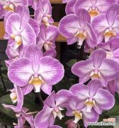 蝴蝶兰大气的花语是什么？蝴蝶兰的寓意有哪些？