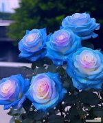 暧昧时分，哪种玫瑰花语最恰当？