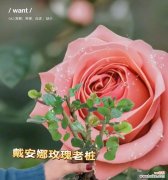 玫瑰花送女士的花语有何特别之处？