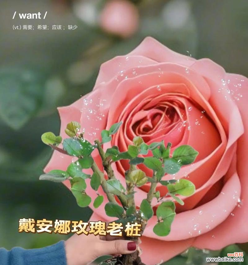 玫瑰花送女士的花语有何特别之处？