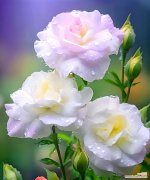 桔梗花语感受是什么？单身的花有哪些花语？