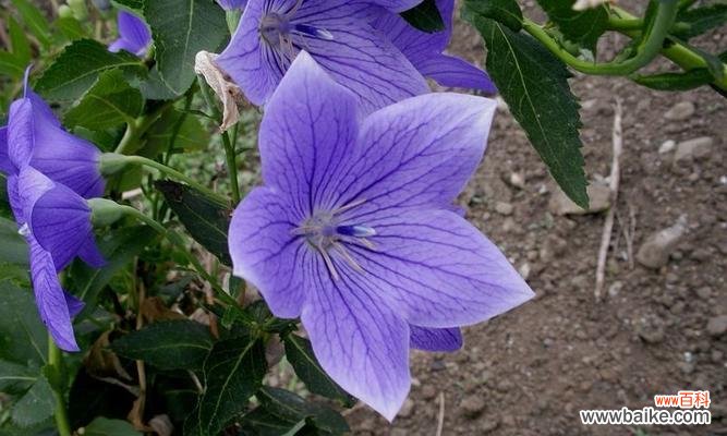 桔梗花语感受是什么？单身的花有哪些花语？