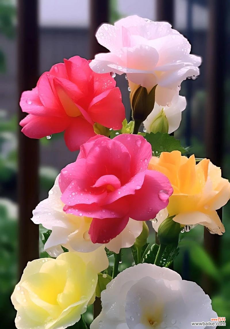 桔梗花语感受是什么？单身的花有哪些花语？