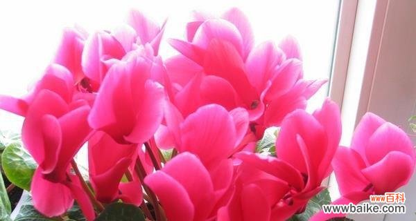 仙客来花的意义和传统使用 以仙客来花的寓意