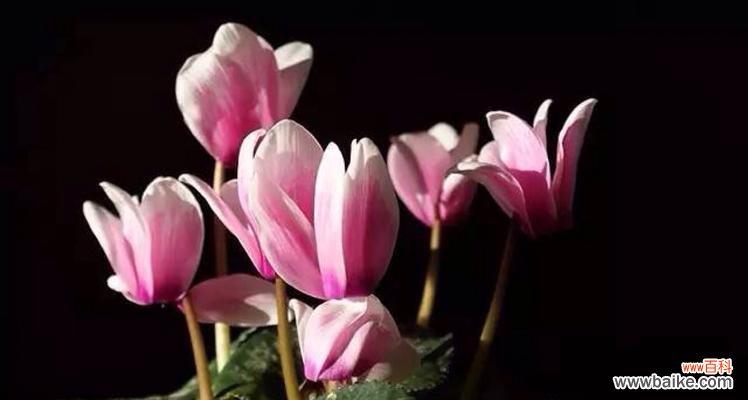 用花语感受仙客来花的美妙与神秘 仙客来花的花语