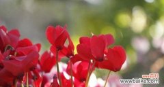 用花语感受仙客来花的美妙与神秘 仙客来花的花语