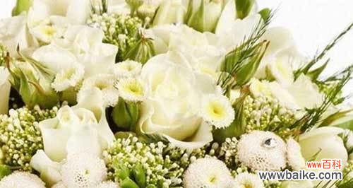 纯洁、祝福与感恩的象征 11朵白玫瑰的花语含义