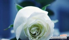 纯洁、祝福与感恩的象征 11朵白玫瑰的花语含义