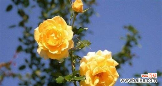 11朵黄玫瑰诉说的情感故事 黄玫瑰花语的深刻含义