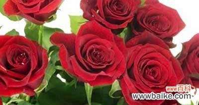 探寻玫瑰的浪漫意义与情感表达的艺术 11朵玫瑰的花语