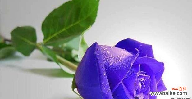 探寻11朵玫瑰的神秘花语 11朵玫瑰花语的含义