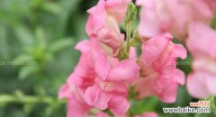 金鱼草的花语是什么 金鱼草花语