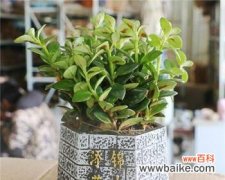 繁荣富贵、阳光向上 金鱼吊兰的寓意与象征风水