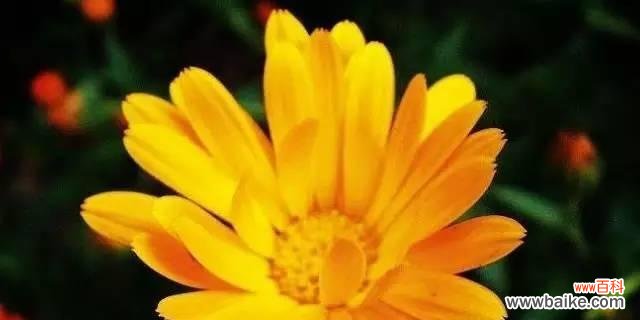 探寻金盏花的花语之美 金盏花花语之美