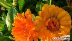 探寻金盏菊花语的深层含义 金盏菊花语之美