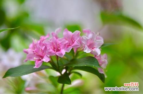 美丽的锦带花 锦带花的花语