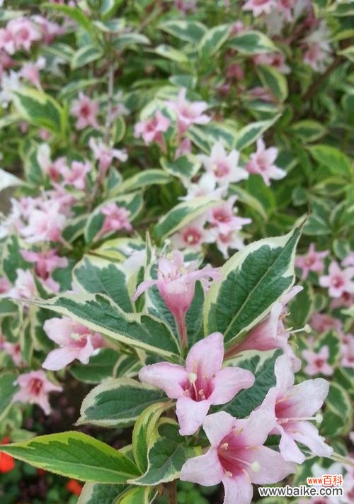 绽放幸福 锦带花的花语与寓意