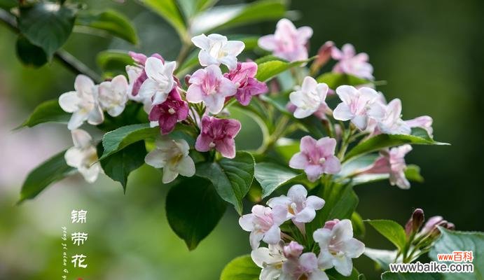 探索锦带花的起源 锦带花的文化背景与花语