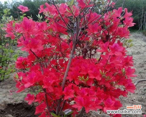花开如锦 锦绣杜鹃的花语