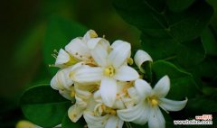 花语王国中的馨香之王 九里香