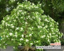 探秘九里香花的美丽之谜 九里香花的寓意与花语