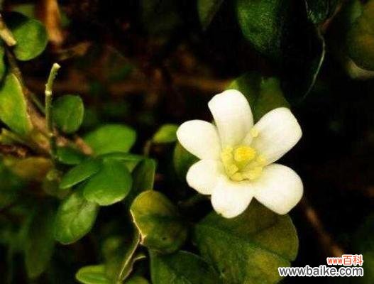 探寻九里香花所传递的情感与寓意 九里香花语的深意