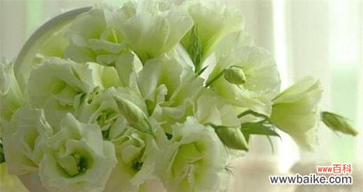 揭示桔梗花作为象征的隐含寓意 桔梗花的象征意义及其重要性