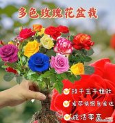 红玫瑰花语66朵的含义是什么？如何表达？