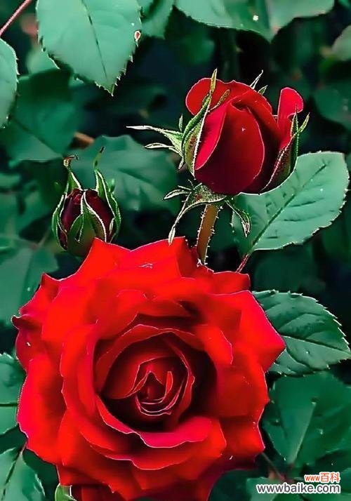 红玫瑰花语66朵的含义是什么？如何表达？