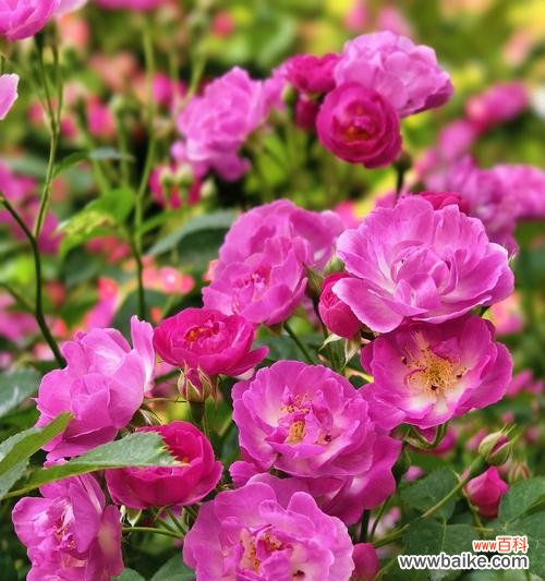 六月蔷薇的花语代表了什么?