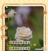 六月蔷薇的花语代表了什么？