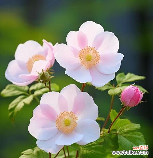 六月蔷薇的花语代表了什么?