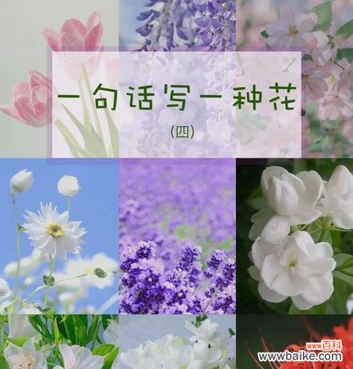 哪种花的花语最适合少年?