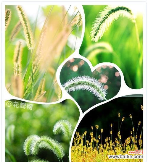 金姬草的花语能传达哪些情感?