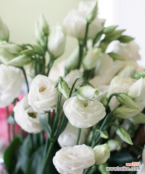 金姬草的花语能传达哪些情感?