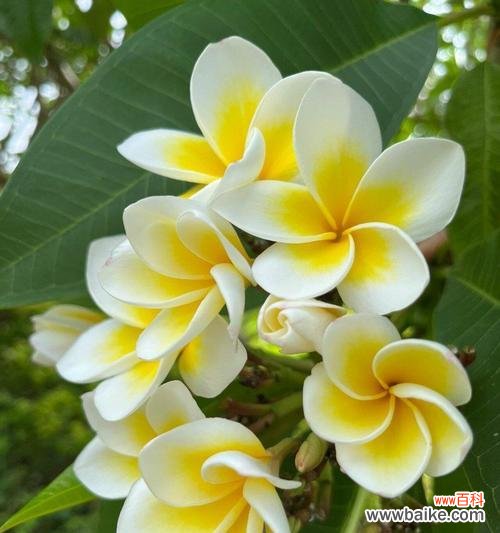 鸡蛋花的花语具体是什么？