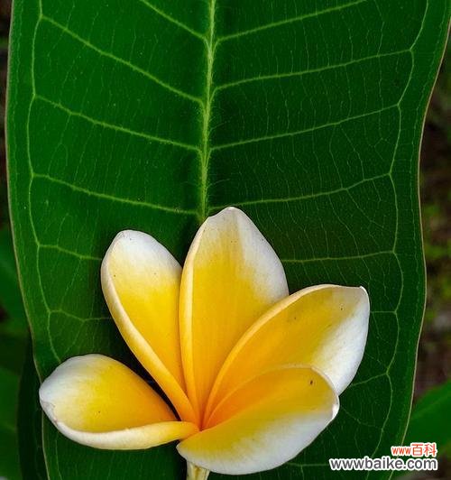 鸡蛋花的花语具体是什么？