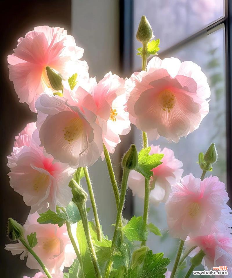 打碗碗花的花语是什么？这种花有哪些独特的寓意？