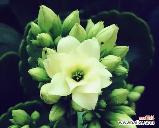 打碗碗花的花语是什么？这种花有哪些独特的寓意？