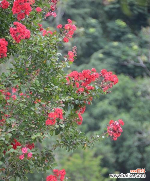 打碗碗花的花语是什么？这种花有哪些独特的寓意？