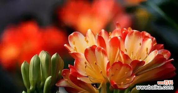 紫竹兰花的花语是什么?这种花有何独特寓意?