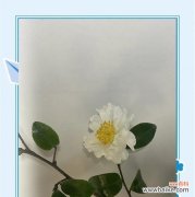 新年第一束花有何特殊含义？它的花语是什么？