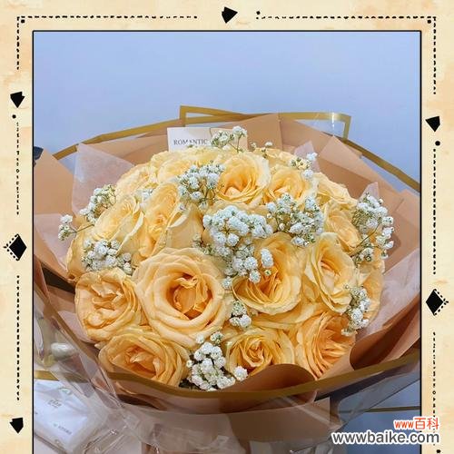 香槟玫瑰的花语有何独特之处？