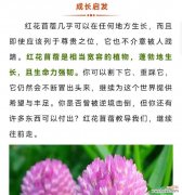 哪种花的花语鼓励人们积极向前？