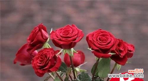 探索玫瑰花的11种寓意,它们是什么? 11朵玫瑰花语