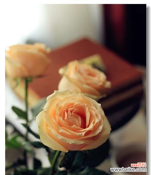 以花为言,传递深情 11朵香槟玫瑰的花语