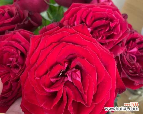 用12朵玫瑰花传递的情感和寓意 12朵玫瑰花的含义及象征